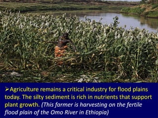Agriculture remains a critical industry for flood plains
today. The silty sediment is rich in nutrients that support
plan...