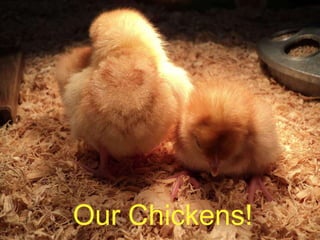 Our Chickens!

 