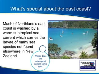 What’s special about the east coast?
Much of Northland’s east
coast is washed by a
warm subtropical sea
current which carries the
larvae of many sea
species not found
elsewhere in New
Zealand. Oke Bay, Bay of IslandsWhere does
this
subtropical
current come
from?
 
