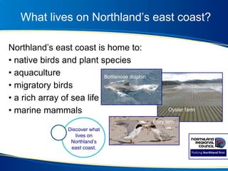 What lives on Northland’s east coast?
Northland’s east coast is home to:
• native birds and plant species
• aquaculture
• migratory birds
• a rich array of sea life
• marine mammals Oyster farm
Fairy tern
Bottlenose dolphin
Discover what
lives on
Northland’s
east coast.
 