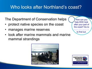 Who looks after Northland’s coast?
The Department of Conservation helps
• protect native species on the coast
• manages marine reserves
• look after marine mammals and marine
mammal strandings
How can you
help DOC look
after your part of
the coast? Go to
www.doc.govt.nz
to find out.
Whale stranding, Spirits Bay
 