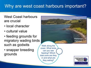 Why are west coast harbours important?
West Coast harbours
are crucial
• local character
• cultural value
• feeding grounds for
migratory wading birds
such as godwits
• snapper breeding
grounds
Walk along the
coast. What birds
can you see
feeding? Which
tidal zone are they
in and what are
they eating?
Hokianga
Harbour
 