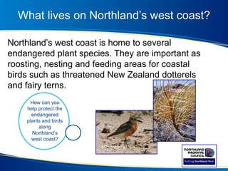 What lives on Northland’s west coast?
Northland’s west coast is home to several
endangered plant species. They are important as
roosting, nesting and feeding areas for coastal
birds such as threatened New Zealand dotterels
and fairy terns.
NZ dotterel
How can you
help protect the
endangered
plants and birds
along
Northland’s
west coast?
Pingao
 