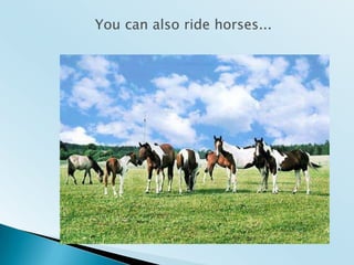 You can also ride horses... 