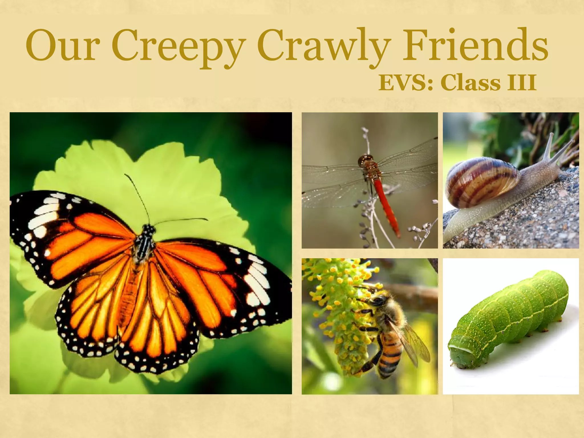 Environmental Science (EVS): Insects (Class III) | PDF