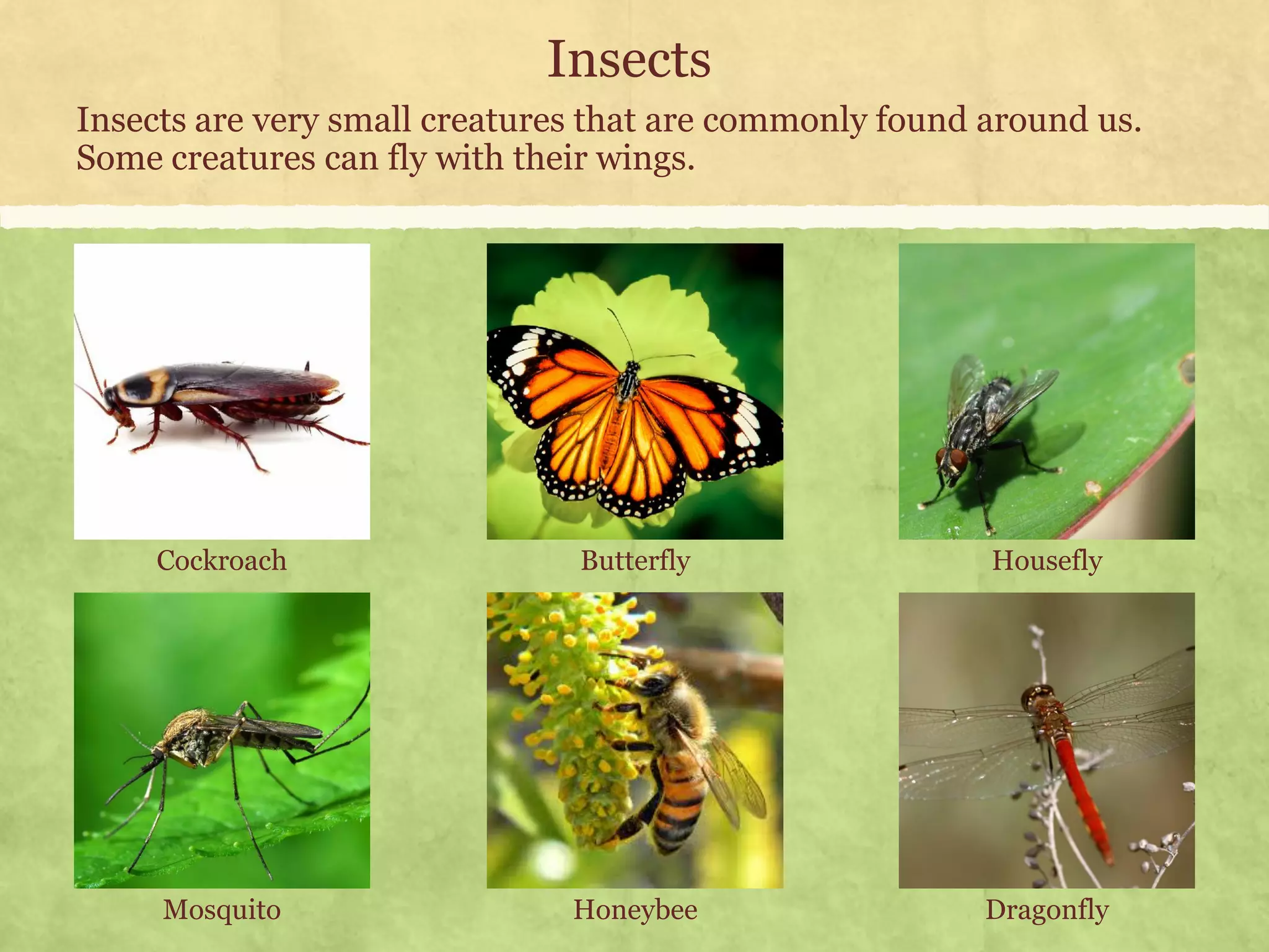 Environmental Science (EVS): Insects (Class III) | PDF