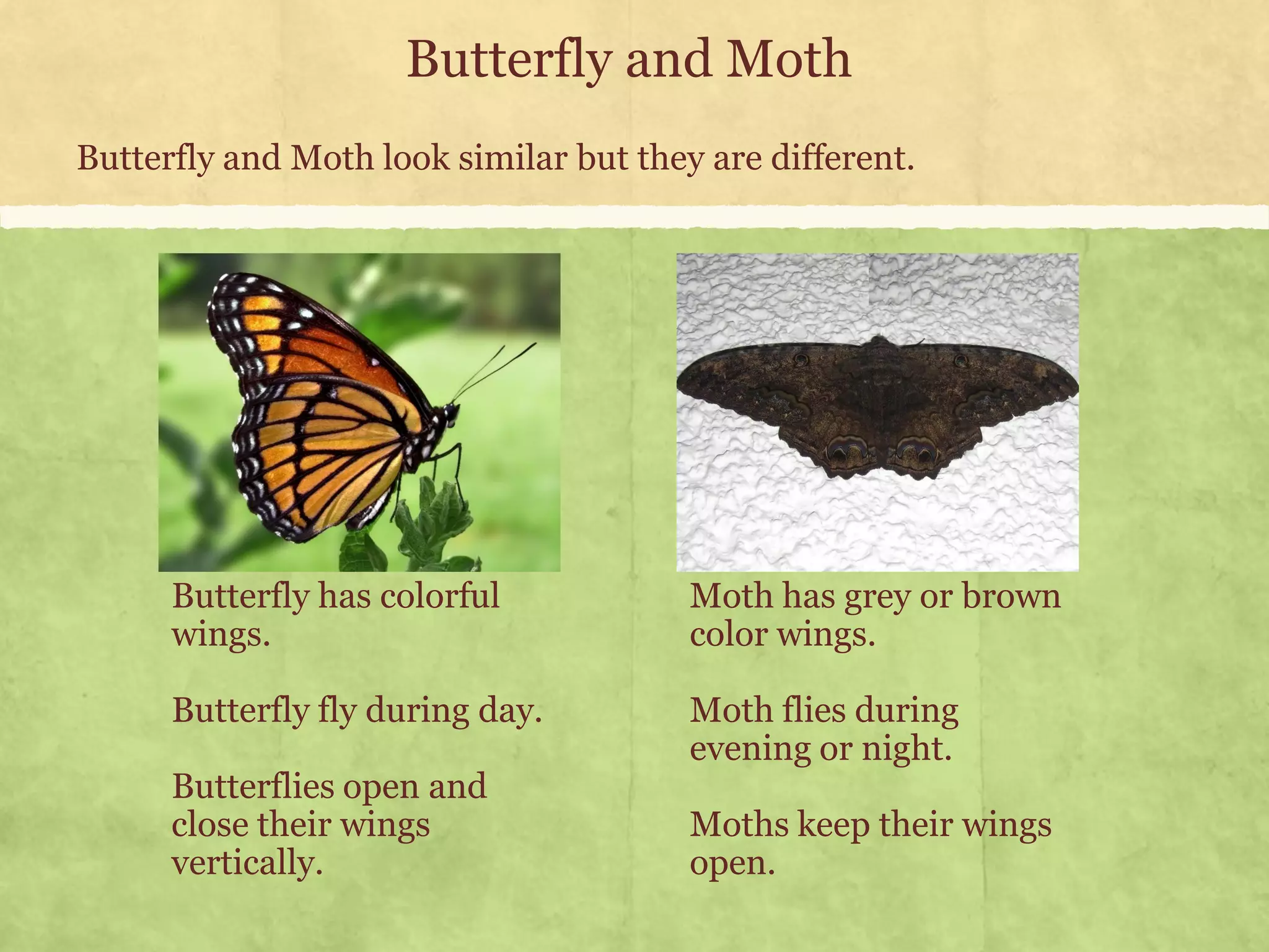 Environmental Science (EVS): Insects (Class III) | PDF