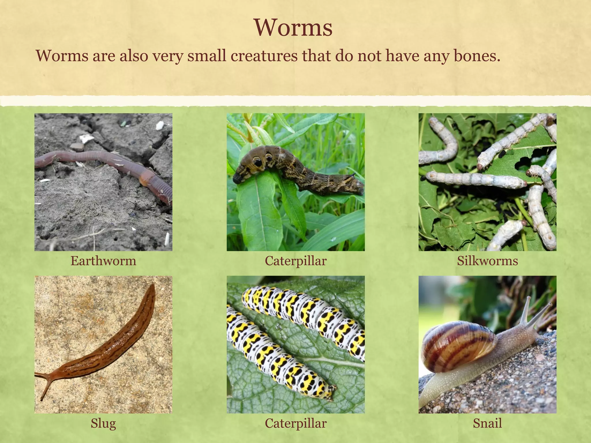 Class 3 Science Insects Environmental Science (EVS): Insects (Class III) | PDF