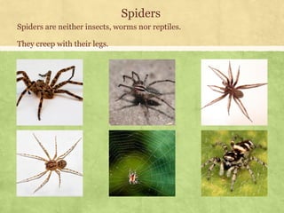 Class 3 Science Insects Environmental Science (EVS): Insects (Class III) | PDF