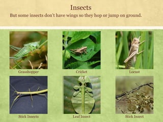 Class 3 Science Insects Environmental Science (EVS): Insects (Class III) | PDF