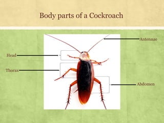 Environmental Science (EVS): Insects (Class III) | PDF