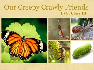 Environmental Science (EVS): Insects (Class III)