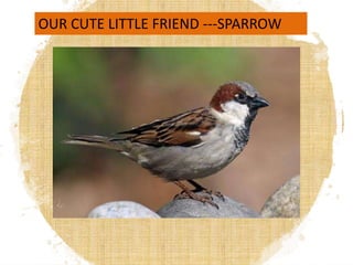 OUR CUTE LITTLE FRIEND ---SPARROW
 