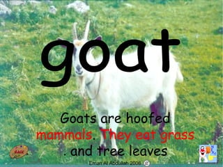 25
Goats are hoofed
mammals. They eat grass
and tree leaves.
Eman Al Abdullah 2006
 