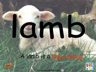 40
A lamb is a baby sheep.
Eman Al Abdullah 2006
 