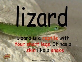 43
Lizard is a reptile with
four short legs. It has a
skin like a snake.
Eman Al Abdullah 2006
 