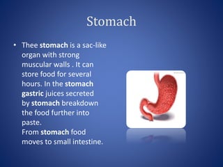 Stomach
• Thee stomach is a sac-like
organ with strong
muscular walls . It can
store food for several
hours. In the stomach
gastric juices secreted
by stomach breakdown
the food further into
paste.
From stomach food
moves to small intestine.
 