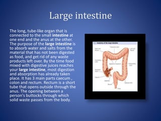 Large intestine
The long, tube-like organ that is
connected to the small intestine at
one end and the anus at the other.
The purpose of the large intestine is
to absorb water and salts from the
material that has not been digested
as food, and get rid of any waste
products left over. By the time food
mixed with digestive juices reaches
your large intestine, most digestion
and absorption has already taken
place. It has 3 main parts caecum ,
colon and rectum. Rectum is a short
tube that opens outside through the
anus. The opening between a
person's buttocks through which
solid waste passes from the body.
 