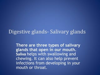 Digestive glands- Salivary glands
There are three types of salivary
glands that open in our mouth.
Saliva helps with swallowing and
chewing. It can also help prevent
infections from developing in your
mouth or throat.
 