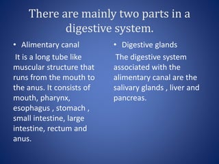 There are mainly two parts in a
digestive system.
• Alimentary canal
It is a long tube like
muscular structure that
runs from the mouth to
the anus. It consists of
mouth, pharynx,
esophagus , stomach ,
small intestine, large
intestine, rectum and
anus.
• Digestive glands
The digestive system
associated with the
alimentary canal are the
salivary glands , liver and
pancreas.
 