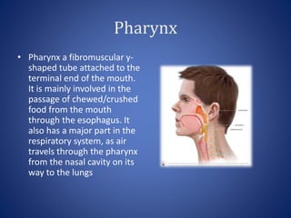 Pharynx
• Pharynx a fibromuscular y-
shaped tube attached to the
terminal end of the mouth.
It is mainly involved in the
passage of chewed/crushed
food from the mouth
through the esophagus. It
also has a major part in the
respiratory system, as air
travels through the pharynx
from the nasal cavity on its
way to the lungs
 