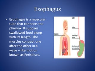 Esophagus
• Esophagus is a muscular
tube that connects the
pharynx. It supplies
swallowed food along
with its length. The
muscles contract one
after the other in a
wave – like motion
known as Peristlises.
 