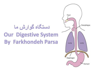 Our Digestive System -2