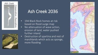 Ash Creek 2036
• 194 Black Rock homes at risk
based on flood surge map
• No attenuation of wave action,
erosion of land, water pushed
further inland
• Destruction of spartina and rest of
marshlands which acts as sponge,
more flooding
 