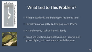 What Led to This Problem?
• Filling in wetlands and building on reclaimed land
• Fairfield’s marina, jetty, & dredging since 1950’s
• Natural events, such as Irene & Sandy
• Rising sea levels from global warming – marsh land
grows higher, but can’t keep up with the pace
 