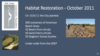 Habitat Restoration - October 2011
On 10/6/11 the City planted:
300 containers of American
Beach Grass
50 Beach Plum shrubs
50 Sand Cherry shrubs
50 Staghorn Sumac bushes
Under order from the DEEP
 