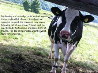 On the dog and partridge route we had to pass
through a field full of cows. Somehow, we
managed to spook the cows and they began
following half of our group. This set back our
expedition by half an hour and caused lots of
trauma. The dog and partridge was the worst
route for our group.
 