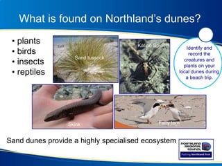 What is found on Northland’s dunes?
Skink Fairy tern
Sand tussock
Identify and
record the
creatures and
plants on your
local dunes during
a beach trip.
Katipō Spider
Sand dunes provide a highly specialised ecosystem
• plants
• birds
• insects
• reptiles
 