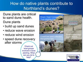 Dune plants are critical
to sand dune health.
Dune plants
• build up sand dunes
• reduce wave erosion
• reduce wind erosion
• speed dune recovery
after storms
How do native plants contribute to
Northland’s dunes?
Check out
local groups
involved in dune
planting. What
can you do to
help?
Bream Head Conservation
Trust planting day
Dune erosion sign,
Baylys BeachCoastCare seed collection,
Mangawhai Spit
 