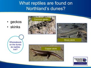 What reptiles are found on
Northland’s dunes?
• geckos
• skinks
Whereabouts
on the dunes
do reptiles
live? Copper skink
Shore skink
Common gecko
 
