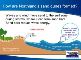 How are Northland’s sand dunes formed?
Waves and wind move sand to the surf zone
during storms, where it can form sand bars.
Sand bars reduce wave energy.
Record the effect
waves and wind
have on your
sand dunes over
time.
DURINGASTORM
 