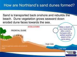 How are Northland’s sand dunes formed?
Sand is transported back onshore and rebuilds the
beach. Dune vegetation grows seaward down
eroded dune faces towards the sea.
Make a sketch of
your local dunes
after a storm.
Compare with a
settled weather
sketch of the
same place.
AFTERASTORM
Sand isbrought back onshoreand rebuildsthe
beach
 