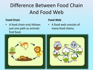 Difference Between Food Chain
And Food Web
Food Chain
• A food chain only follows
just one path as animals
find food.
Food Web
• A food web consists of
many food chains.
 