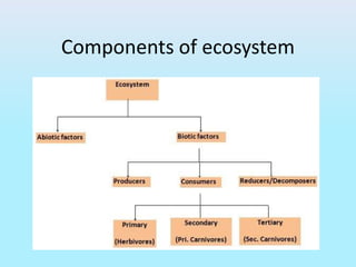 Components of ecosystem
 