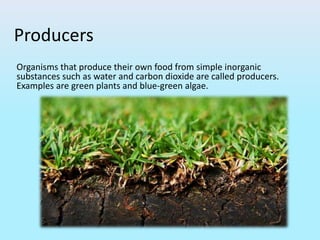 Producers
Organisms that produce their own food from simple inorganic
substances such as water and carbon dioxide are called producers.
Examples are green plants and blue-green algae.
 