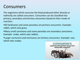 Consumers
The organisms which consume the food produced either directly or
indirectly are called consumers. Consumers can be classified into
primary, secondary and tertiary consumers based on their mode of
nutrition.
All herbivores and some parasites are primary consumers. Example-
rabbit, which eats grass.
Many small carnivores and some parasites are secondary consumers.
Example- snake, which eats rabbits.
Larger carnivores and omnivores are tertiary consumers. Example- owl,
which eats snakes.
 