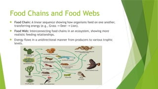 Our Environment - Ecosystems and Energy Flow.pptx