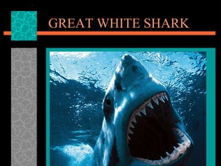 GREAT WHITE SHARK 