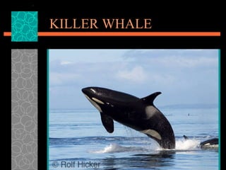 KILLER WHALE 