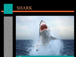SHARK 