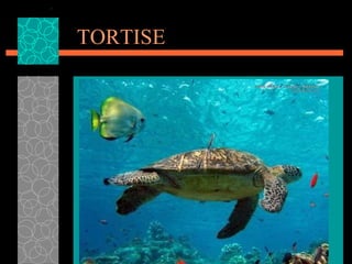TORTISE 