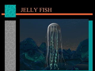 JELLY FISH 