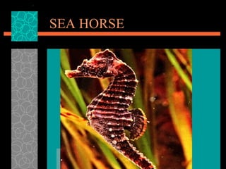 SEA HORSE 