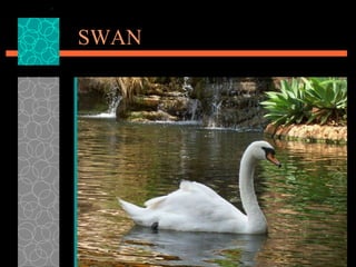 SWAN 
