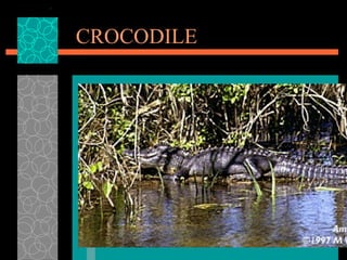 CROCODILE 
