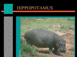 HIPPOPOTAMUS 